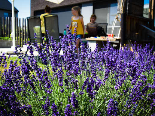 Strakke moderne tuinaanleg met natuursteen terras